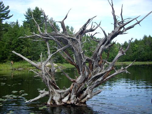 Inverted tree stump