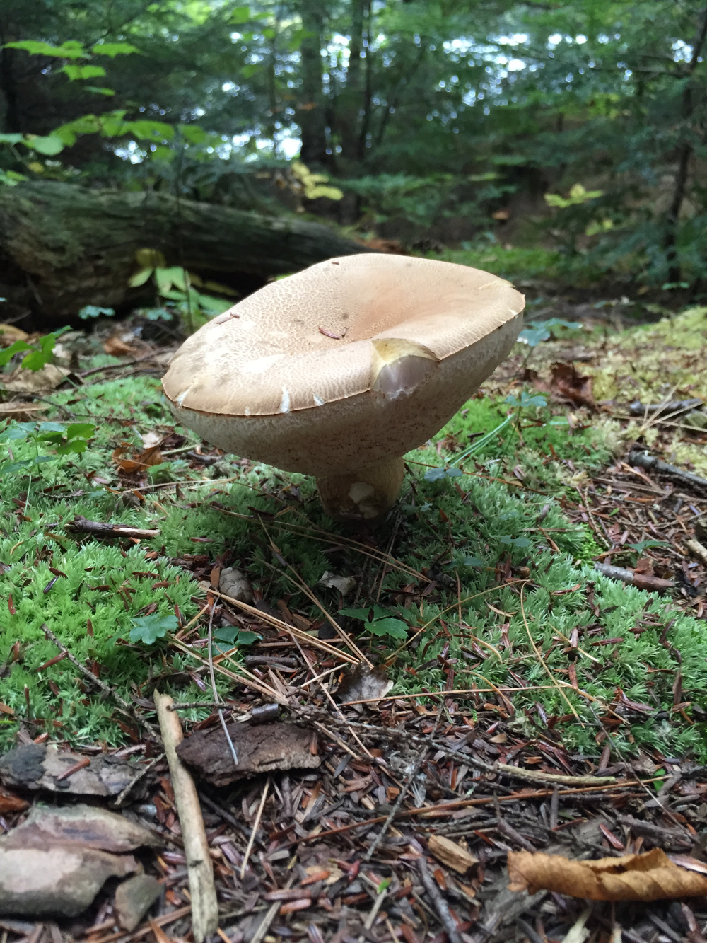 Monster mushroom