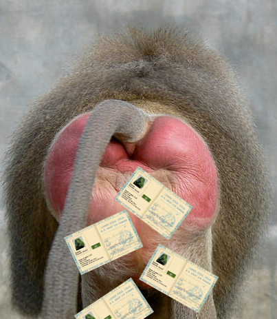 http://www.deepnettech.com/tmp/baboon.png